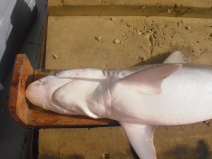 Pregnant sharpnose shark found in Cape Hatteras.