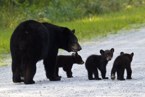 A mother black bear and her cubs cross the road in the refuge. Photo Courtesy Jackie Orsulak.