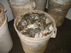 A can filled with blue crabs. 