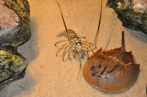 Horseshoe crab and lobster in petting pool tank. 