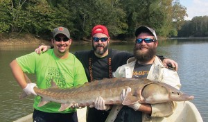 Jared Flowers, Michael Loeffler and Charles Combs netted and tagged this Atlantic sturgeon in the Roanoke River in fall 2012.