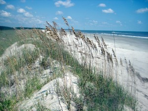 Plants on oceanside dunes blow in the breeze.