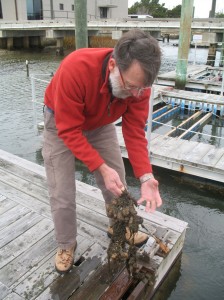 Dan Rittschof on the docks at Duke University's Marine Laboratory in Beaufort displays the types of growth that spring up on offshore reefs.