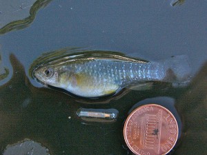 An anesthetized mummichog beside a pit tag, which is about half an inch long.
