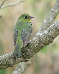 A green painted bunting.