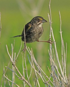 The seaside sparrow standing on small branches.