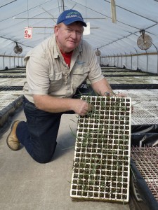 Steve Mercer shows a tray of bitter panicum seedlings.