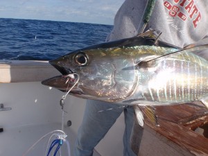 A yellowfin tuna is caught using a J hook during a research trip off the Outer Banks. 