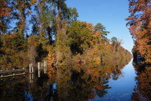 Autumn colors on the leaves of the trees of the Dismal Swamp.