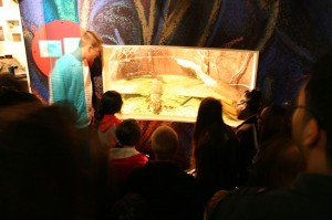 Students gather around the alligators at the N.C. Estuarium to learn about food webs. 