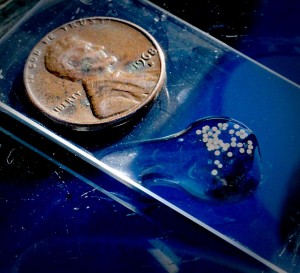 Tiny striped bass eggs next to a penny for size comparison.