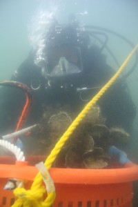 A diver collects samples from an oyster sanctuary. 