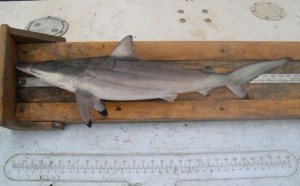 A spinner shark being measured.