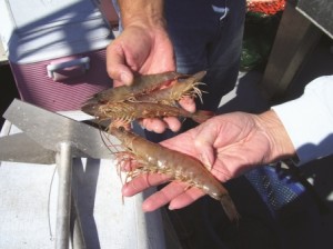 Broome prides himself on providing high-quality shrimp to his customers.