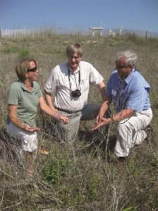 Melanie Doyle, Randy Westbrooks and Rick Iverson examine what remains of beach vitex on the back of a dune. 