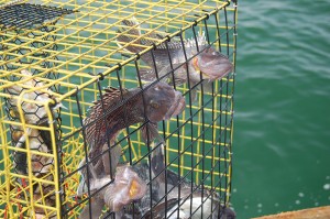 Black sea bass caught.