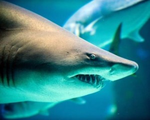 Sand tiger shark in an aquarium. 