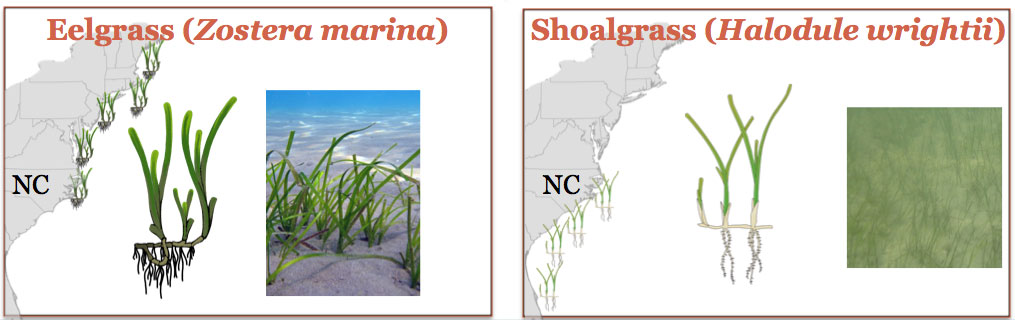 Illustration of eelgrass and shoalgrass with map showing distribution/range