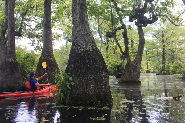 Man kayaking between trees