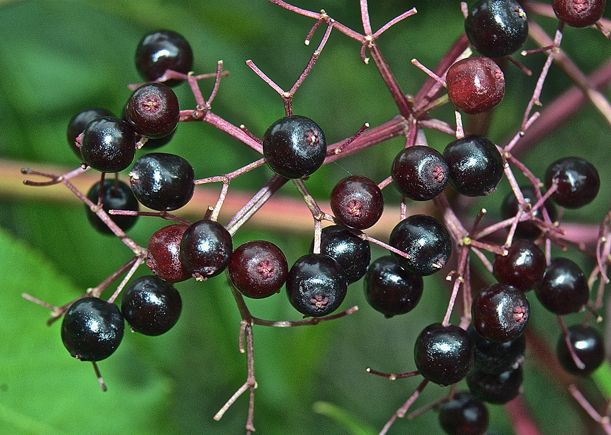 Common elderberry (Sambucus canaden) fruits.