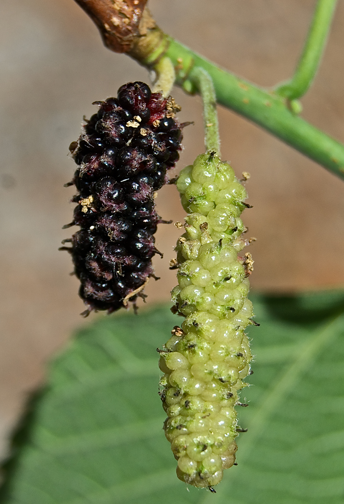 Red mulberry (Morus rubra) fruits.