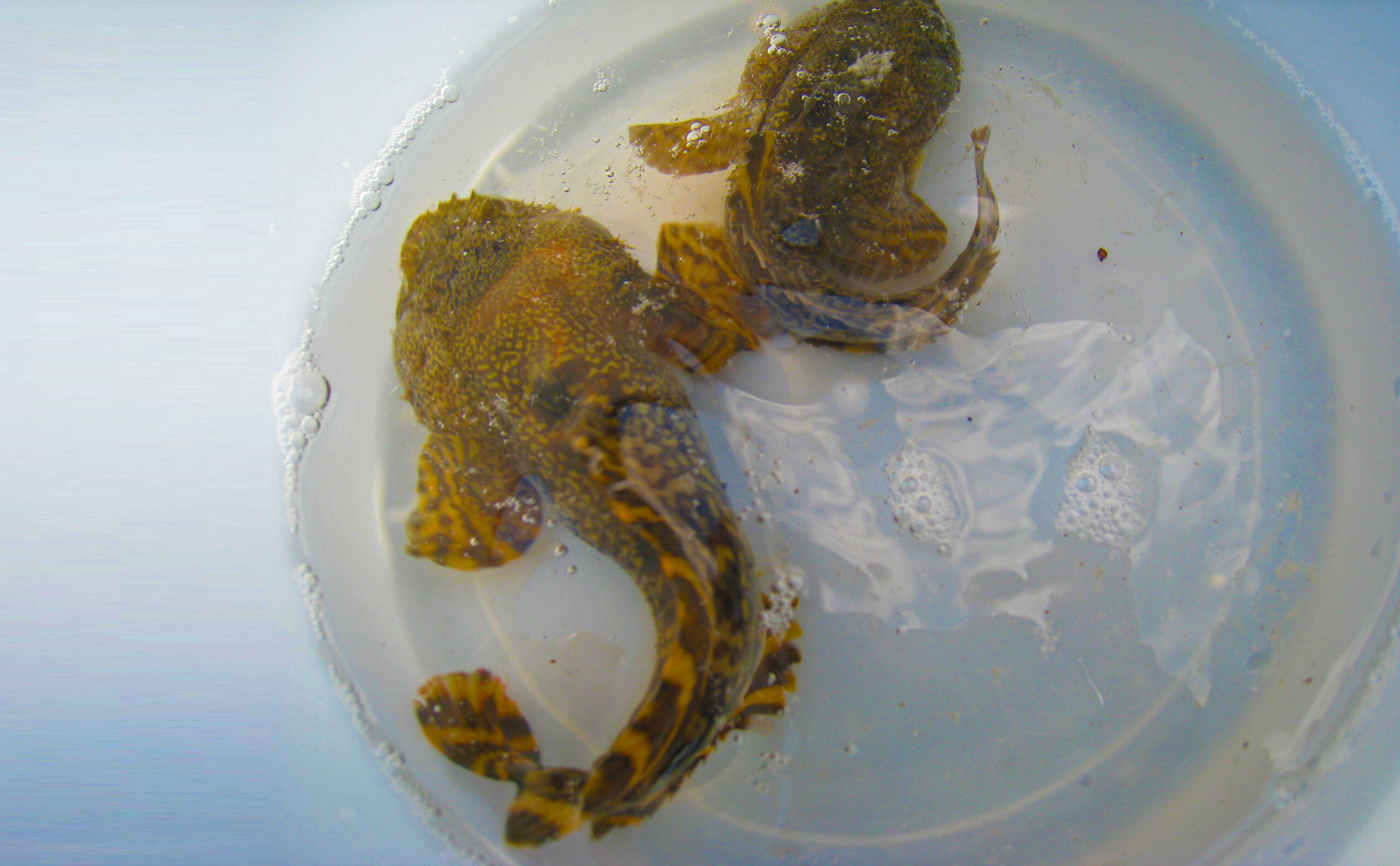 Learn About the Oyster Toadfish – Fishing