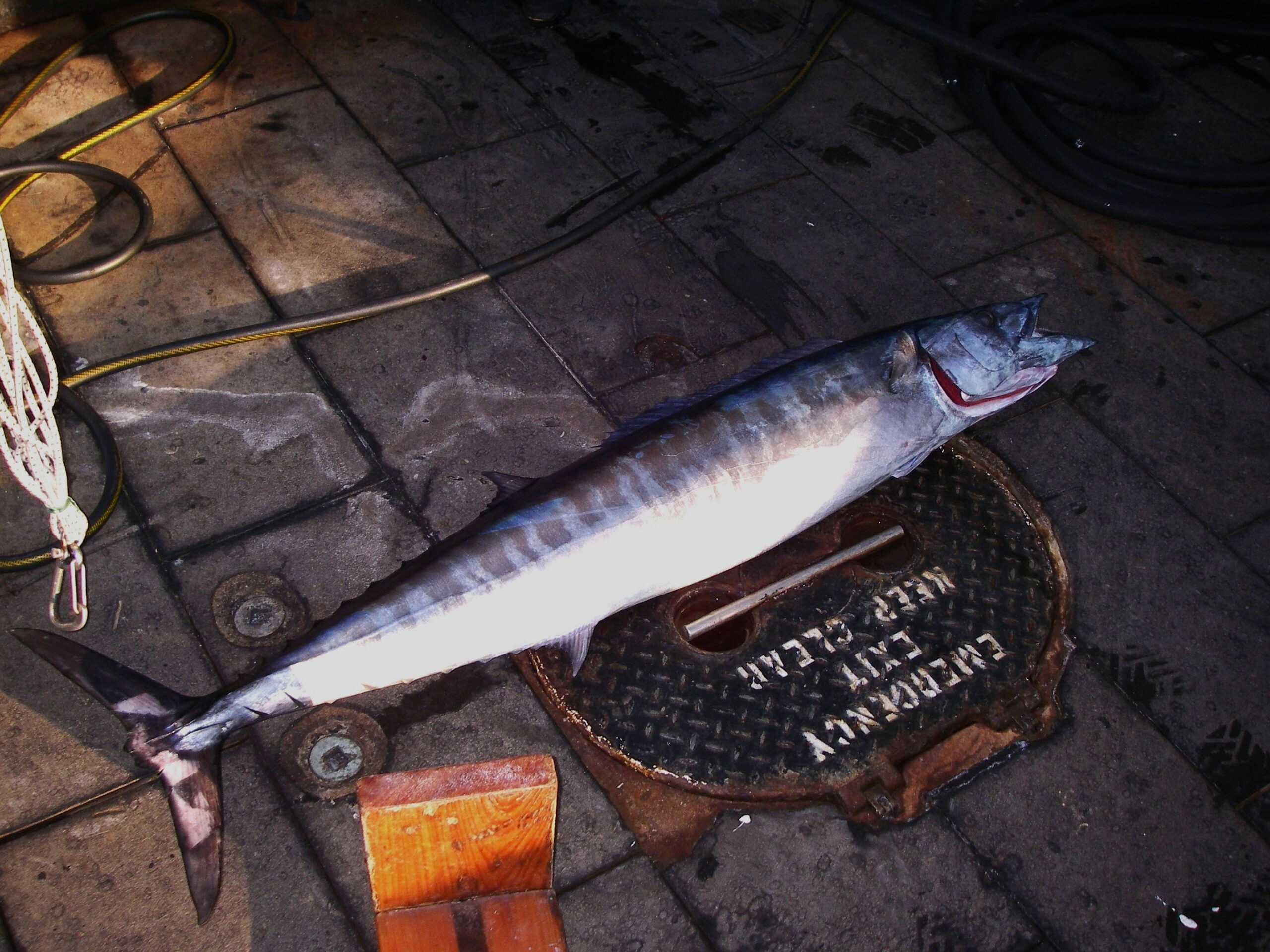 Where Do Wahoo Spend Time in the Water Column? - Hook, Line and Science