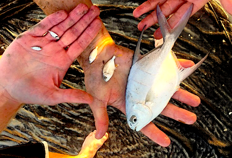 Pier Fishing: Tiny Live Bait catches SO MANY FISH! 