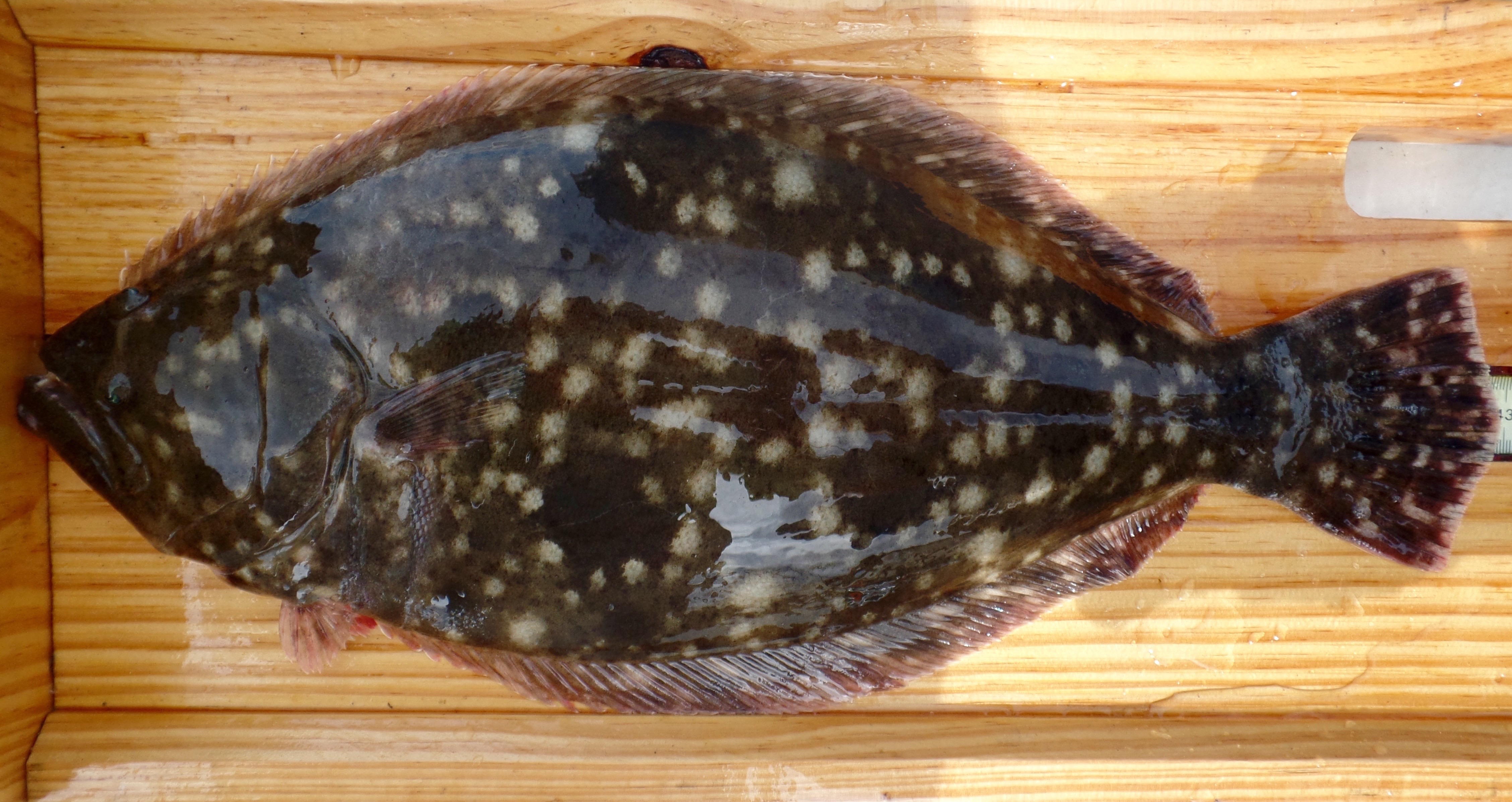 Summer Flounder