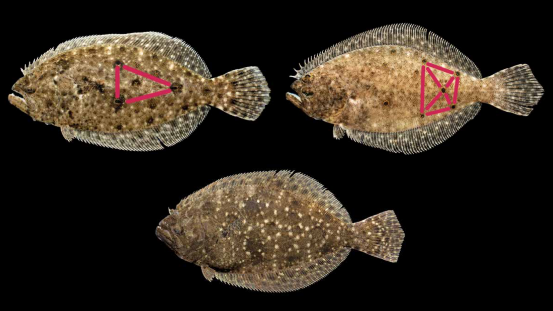 Top left: Three prominent ocellated spots form a triangle on the body of Gulf flounder. Top right: On summer flounder, five ocellated spots form a pattern like the five side of a die. Bottom: Southern flounder have non-ocellated spots. Courtesy of the N.C. Division of Marine Fisheries