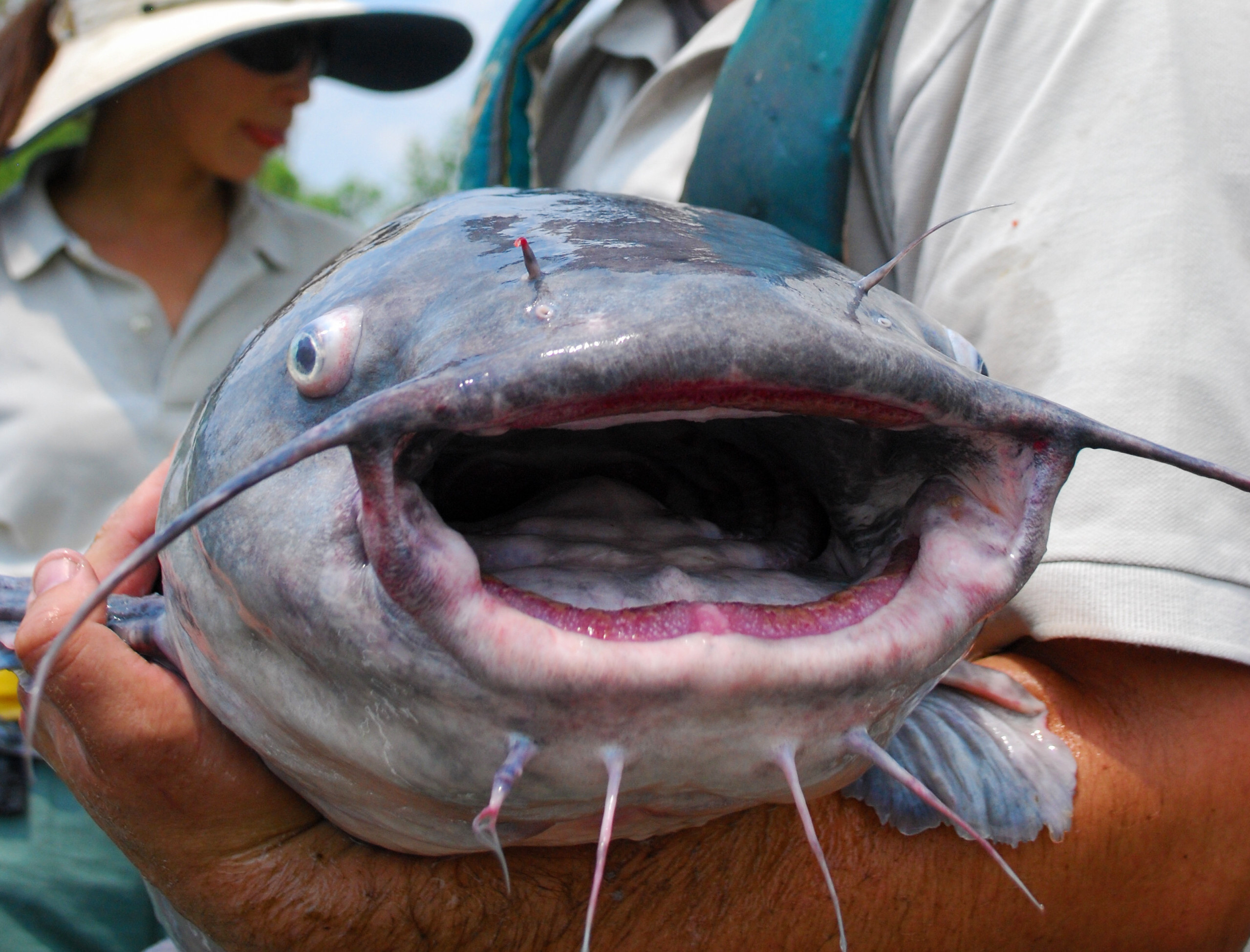 Does Hand-Crank Electrofishing Help Battle Invasive Catfish? - Hook, Line  and Science