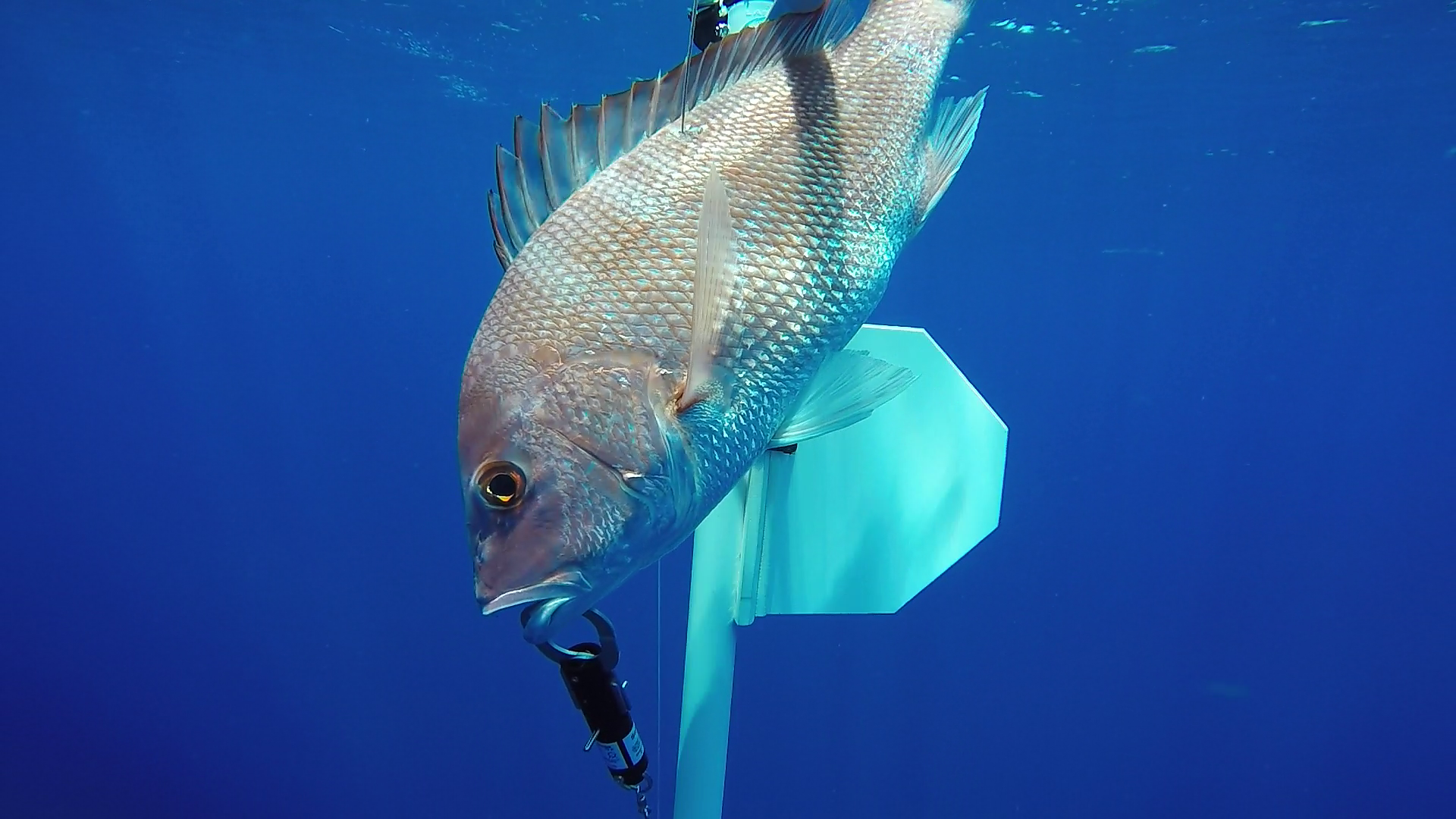 Will Anglers Use Descending Devices on Reef Fish? - Hook, Line and Science
