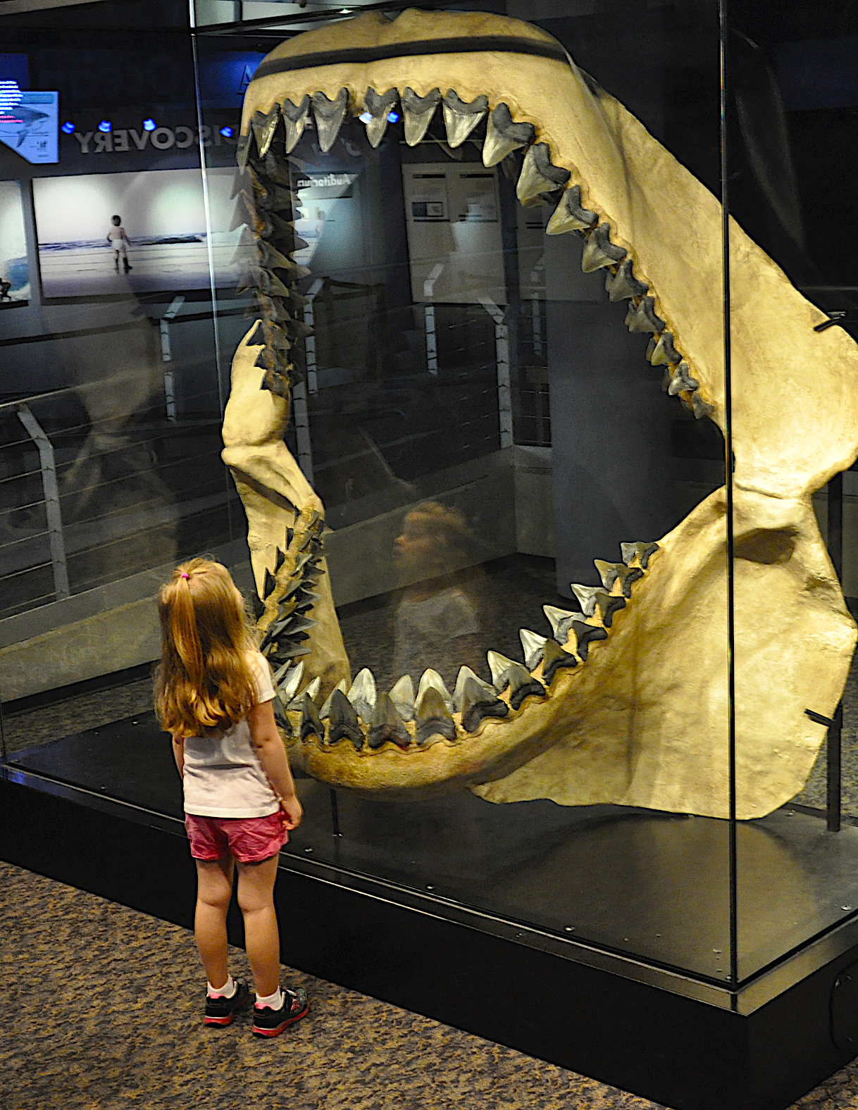 Megalodon jaws (replica), courtesy of N.C. Aquarium at Fort Fisher.