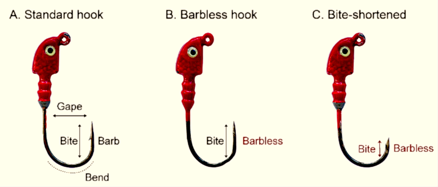 BARBED or BARBLESS HOOKS? Barbless catch MORE FISH! 