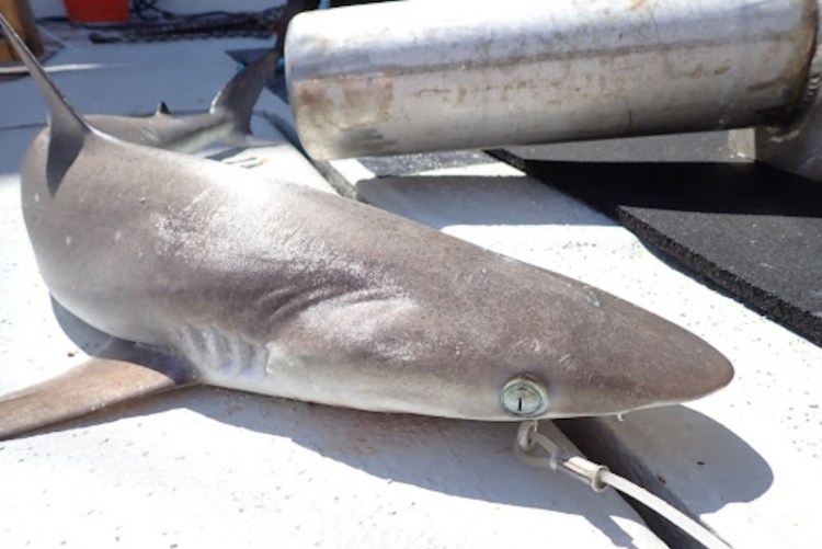 Atlantic Sharpnose Shark