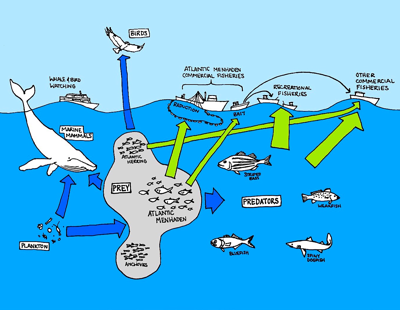 graphic: Atlantic menhaden are part of a complex ecosystem. Credit: Sarah Murray, ASMFC.