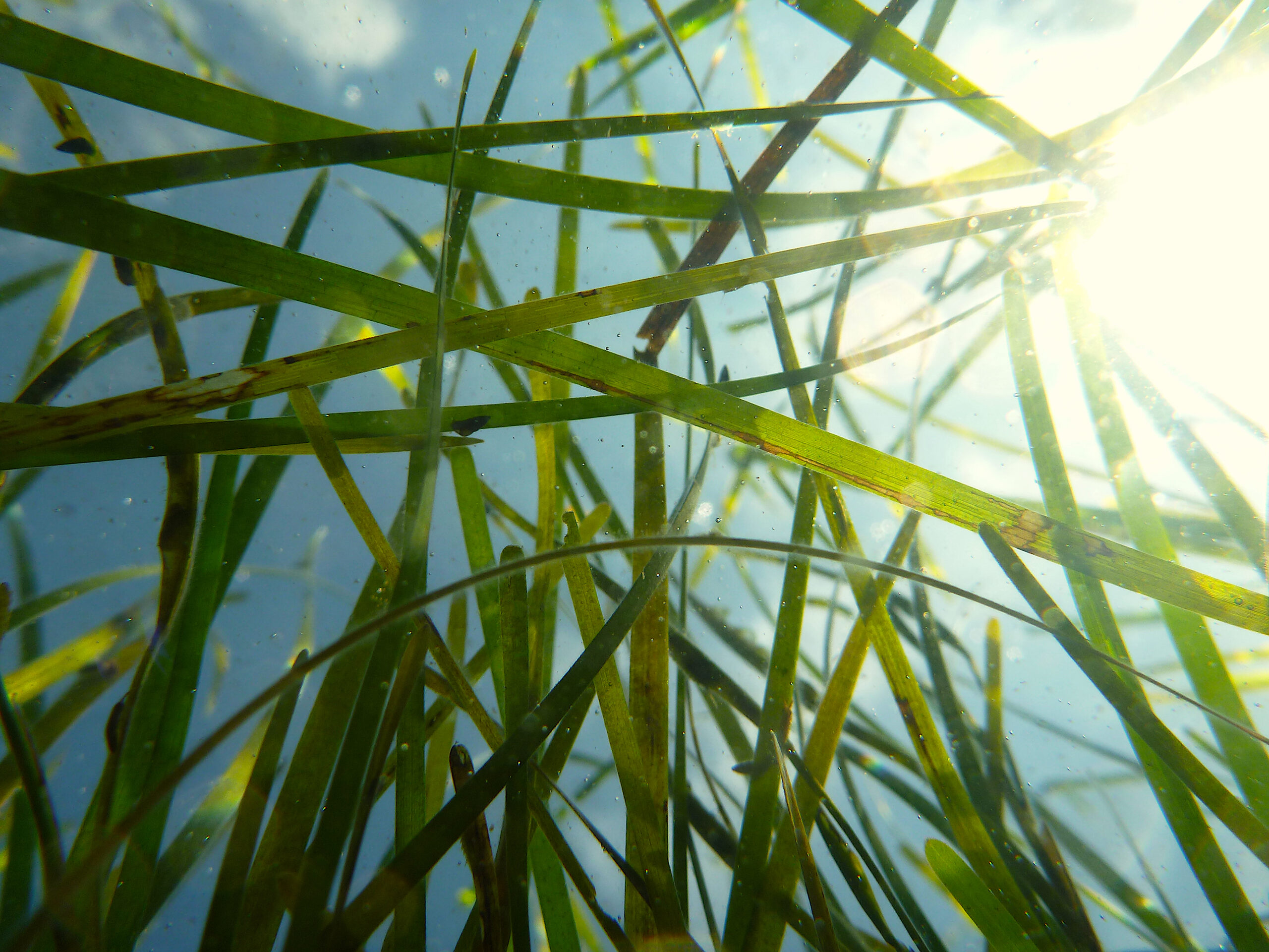 image of eelgrass.