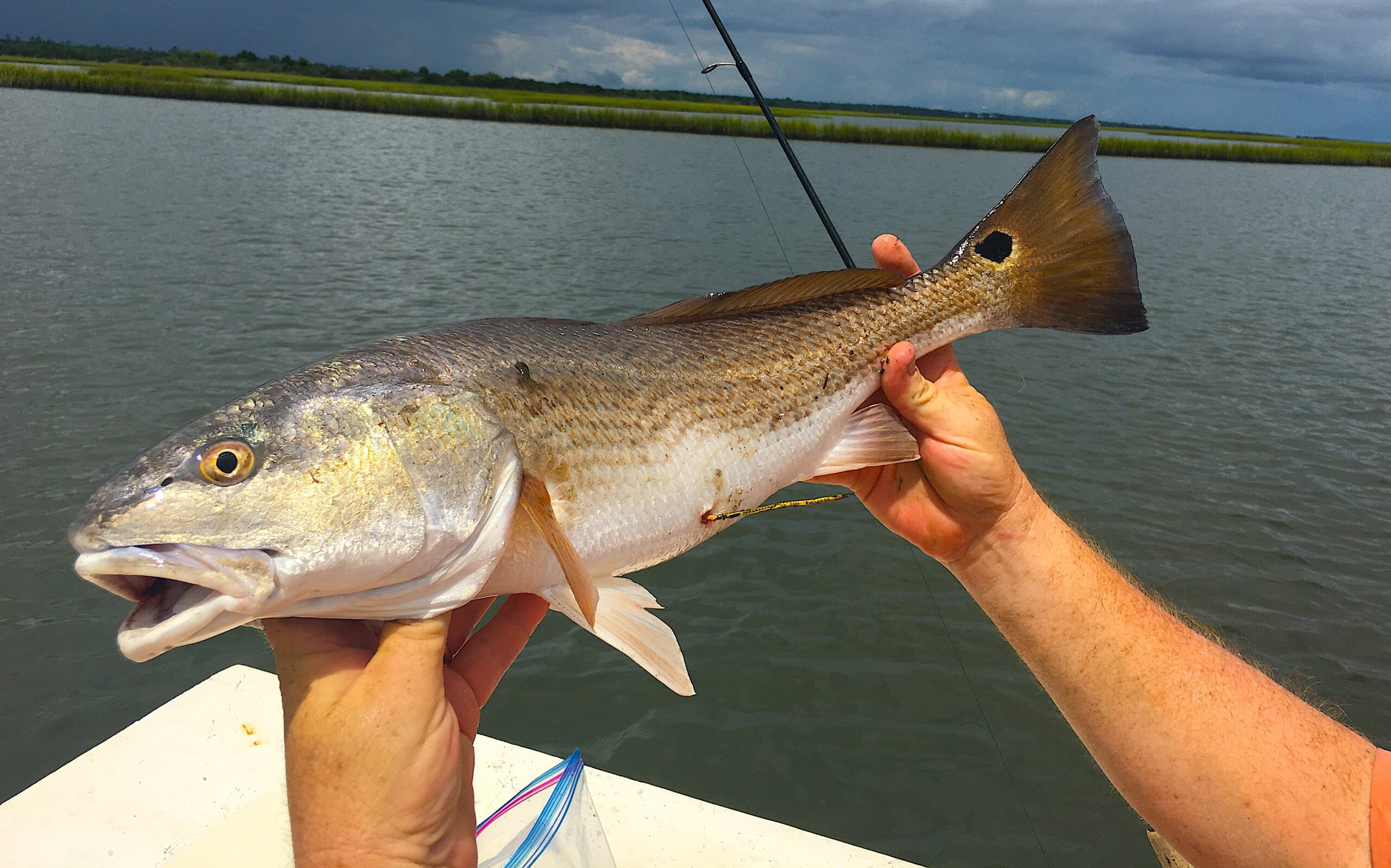You Caught a Tagged Fish – Now What? - Hook, Line and Science