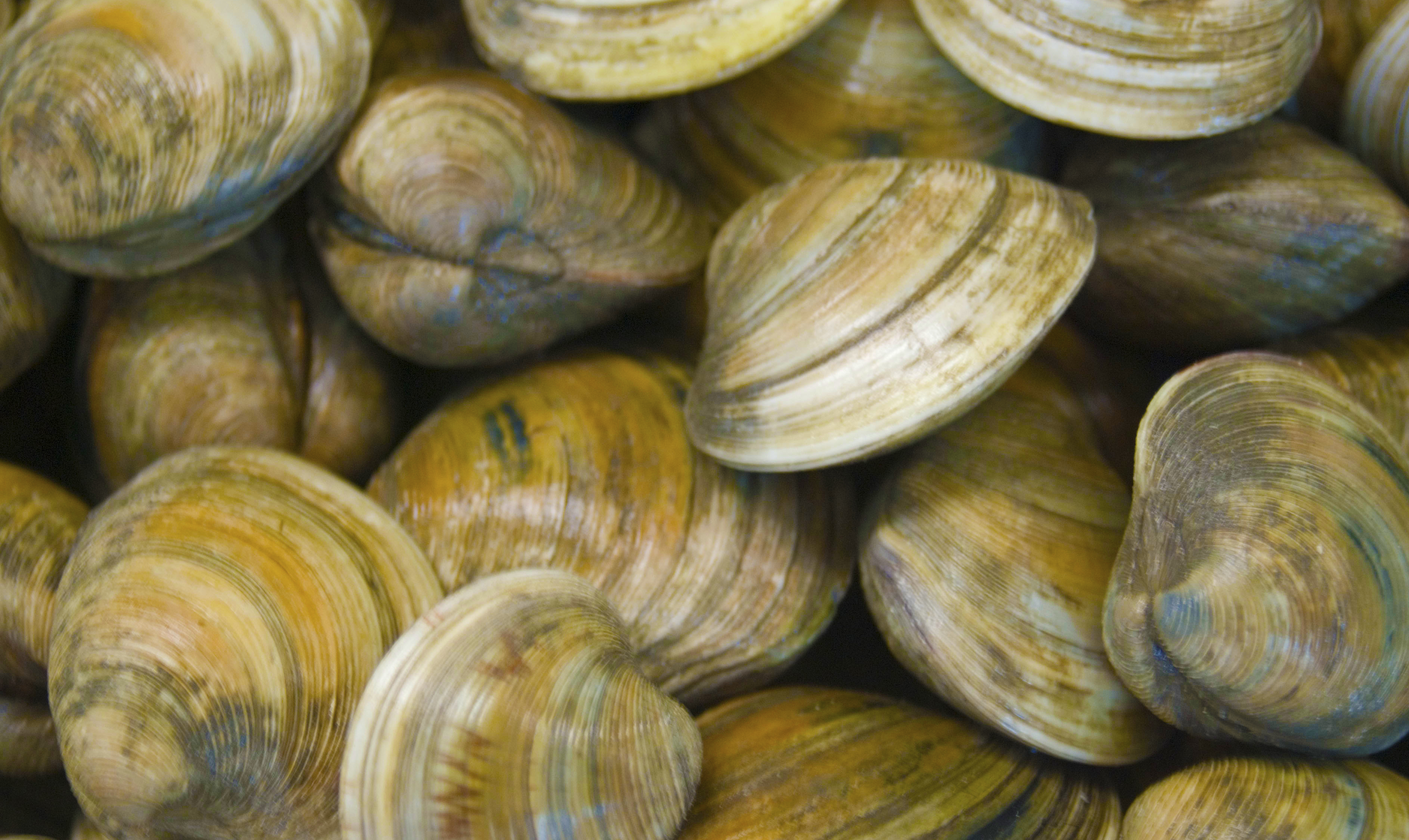 clams. credit: North Carolina Sea Grant