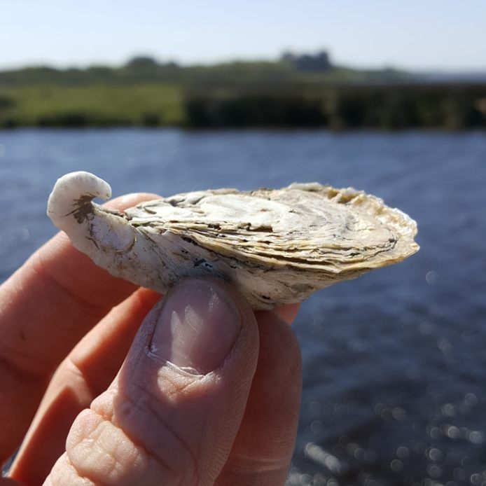 Hand holding one oyster