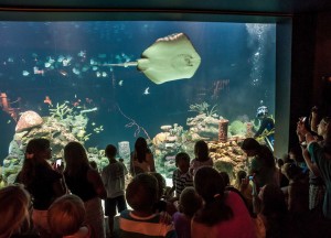 Visitors watch a ray swim in the reef tank at the Greensboro Science Center