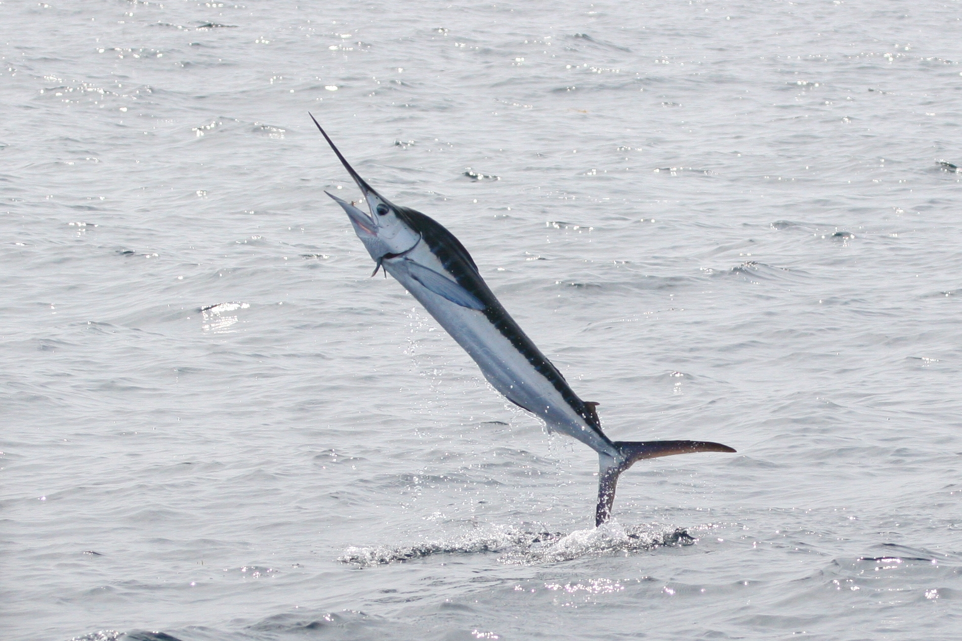 A white marlin jumps from the water off the coast of NC
