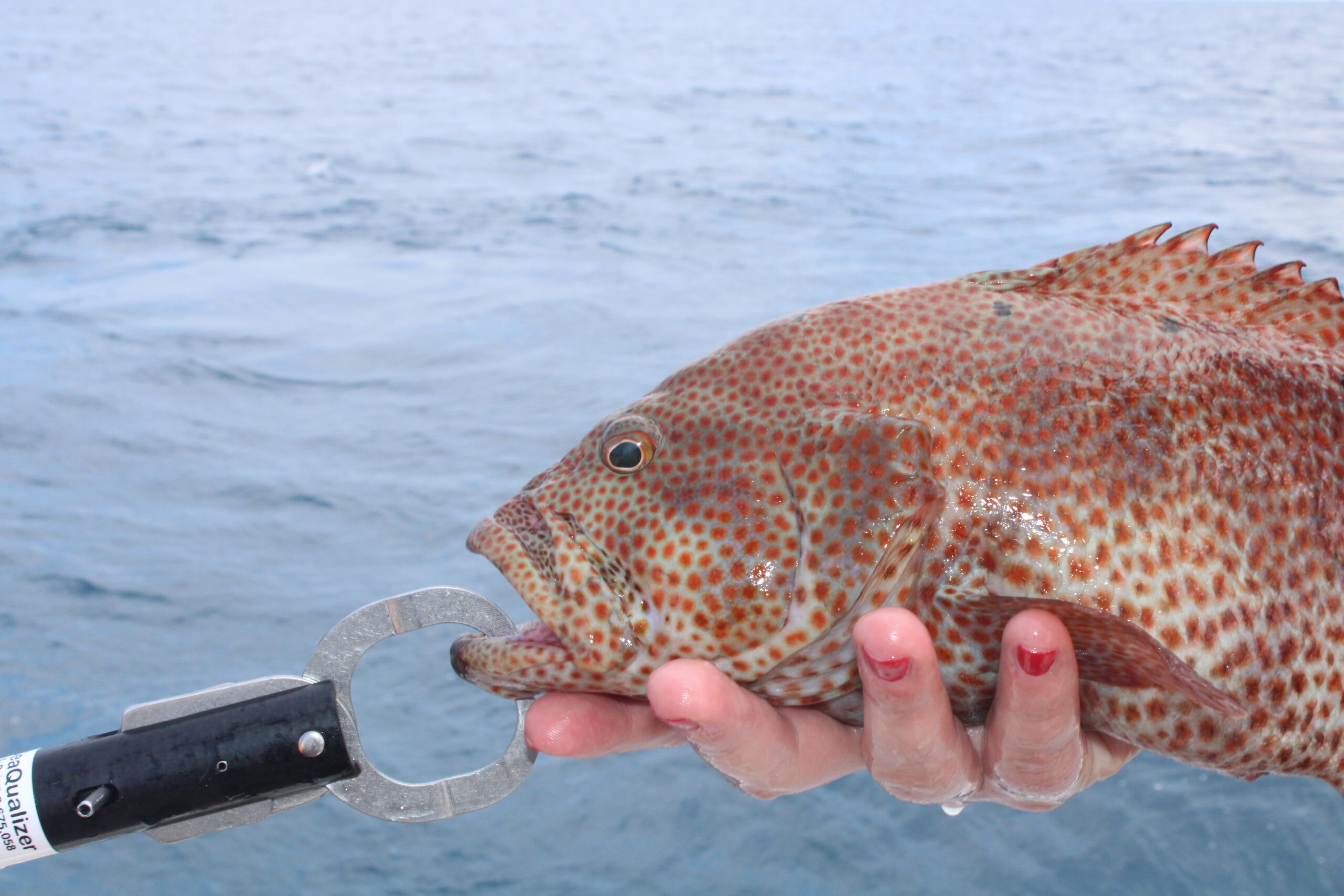 a graysby grouper about to be released with the aid of a descending device.