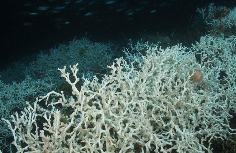 Lophelia coral.