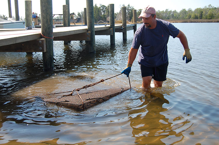 Oysters are gathered before they are transported by Pamlico Packing to Raleigh.