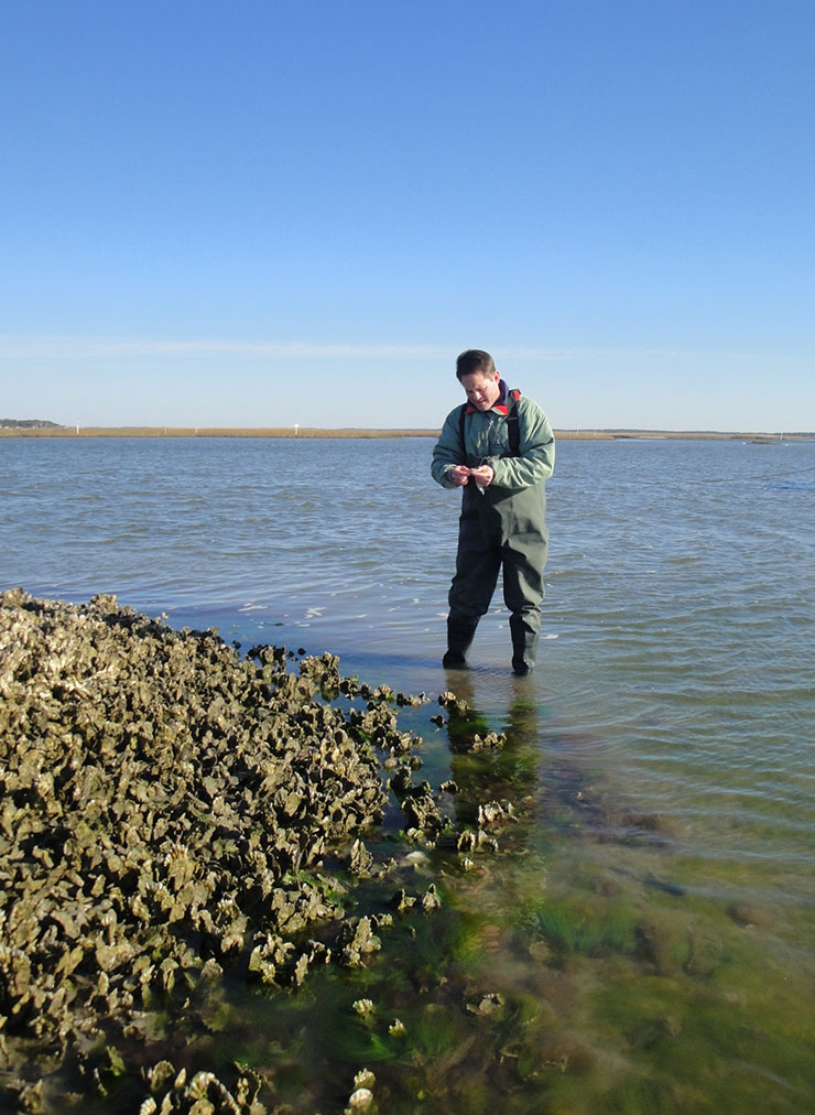 Michael Piehler examines an oyster reef in Bogue Sound.