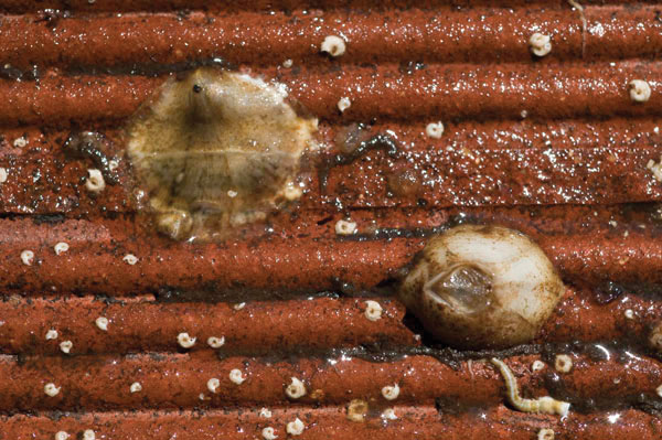 Oyster spat settled on a monitoring tile.
