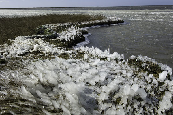 Oysters on ice in Halminski's 'backyard'.