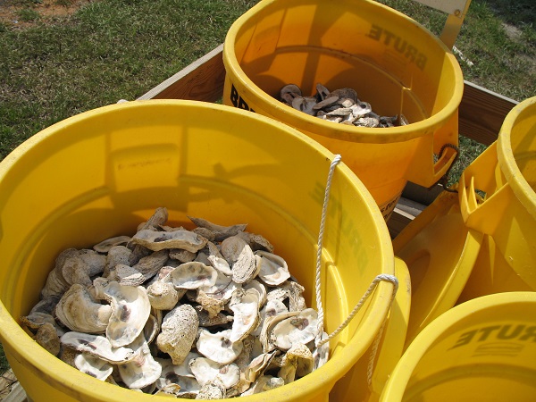 oyster shells