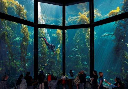 Monterey Bay Aquarium exhibit